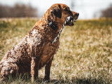 Chesapeake Bay Retriever Club of Canada (CBRCC)