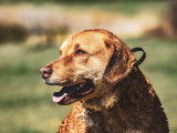 Chesapeake Bay Retriever Club of Canada (CBRCC)
