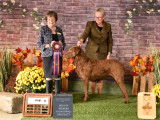 Chesapeake Bay Retriever Club of Canada (CBRCC)