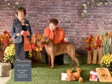 Chesapeake Bay Retriever Club of Canada (CBRCC)