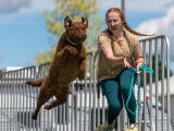 Chesapeake Bay Retriever Club of Canada (CBRCC)