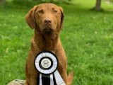 Chesapeake Bay Retriever Club of Canada (CBRCC)