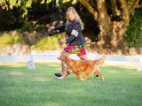 Nova Scotia Duck Tolling Retriever Club of Canada