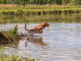 Nova Scotia Duck Tolling Retriever Club of Canada
