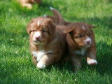 Nova Scotia Duck Tolling Retriever Club of Canada