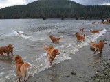 Nova Scotia Duck Tolling Retriever Club of Canada