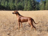 Rhodesian Ridgeback Club of Canada