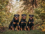Rottweiler Club of Canada (RCC)