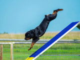 Rottweiler Club of Canada (RCC)