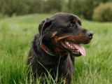 Rottweiler Club of Canada (RCC)