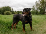 Rottweiler Club of Canada (RCC)