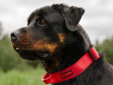 Rottweiler Club of Canada (RCC)