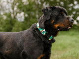 Rottweiler Club of Canada (RCC)