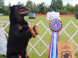 Rottweiler Club of Canada (RCC)