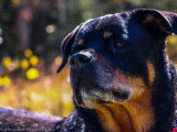 Rottweiler Club of Canada (RCC)