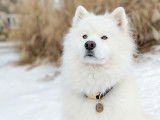 Samoyed Association of Canada (SAC)