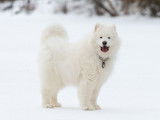 Samoyed Association of Canada (SAC)