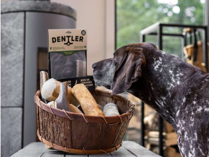 Dentler