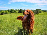 Irish Setter Club of Canada