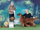 Irish Setter Club of Canada