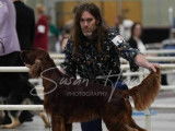 Irish Setter Club of Canada