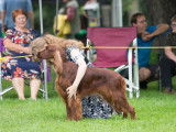 Irish Setter Club of Canada