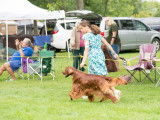 Irish Setter Club of Canada