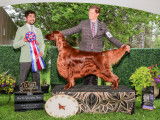 Irish Setter Club of Canada