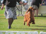 Irish Setter Club of Canada