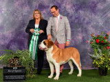Saint Bernard Fanciers of Canada
