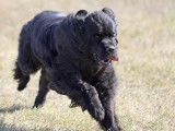 Newfoundland Dog Club of Canada