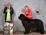 Newfoundland Dog Club of Canada