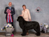 Newfoundland Dog Club of Canada