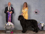 Newfoundland Dog Club of Canada