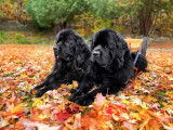 Newfoundland Dog Club of Canada