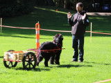 Newfoundland Dog Club of Canada