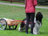 Newfoundland Dog Club of Canada