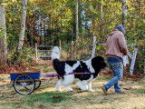 Newfoundland Dog Club of Canada