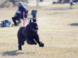 Newfoundland Dog Club of Canada