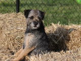 Border Terrier Canada