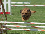 Border Terrier Canada