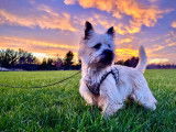 Cairn Terrier Club of Canada