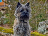 Cairn Terrier Club of Canada