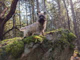 Cairn Terrier Club of Canada