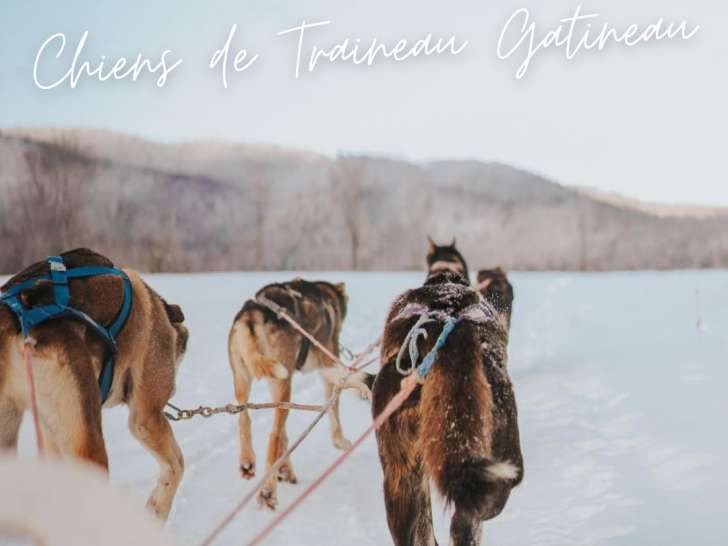 Chiens de traineau Gatineau