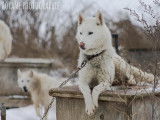 Chiens de traineau Gatineau