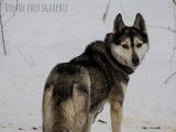 Chiens de traineau Gatineau