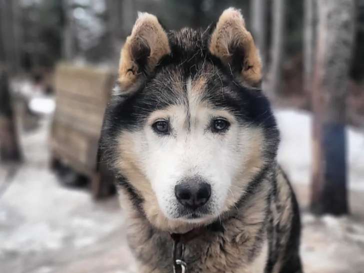 Siberlou