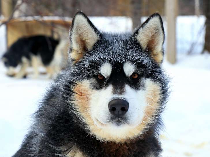 Entre Chien et Loup