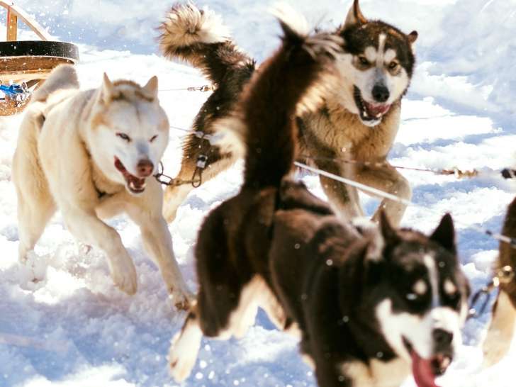 Passion Husky